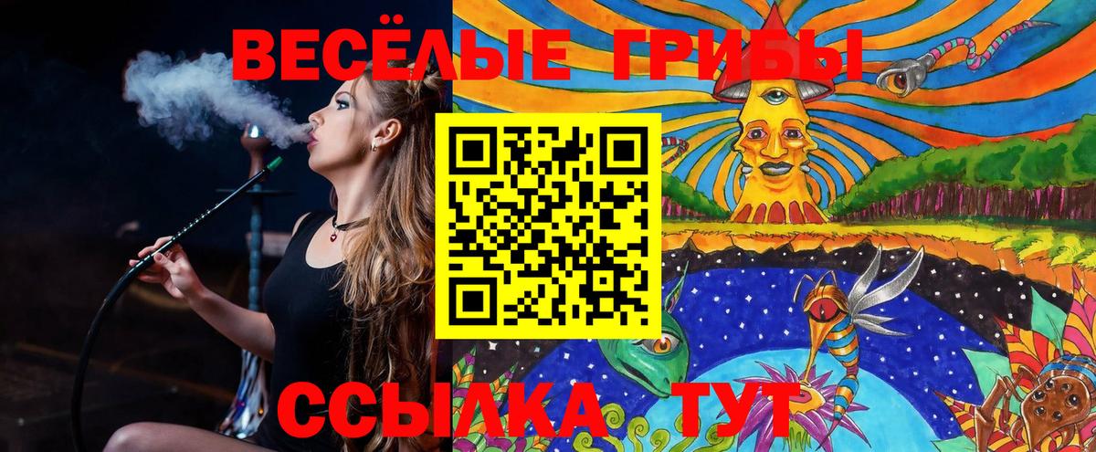 Галлюциногенные грибы Psilocybe Звенигород